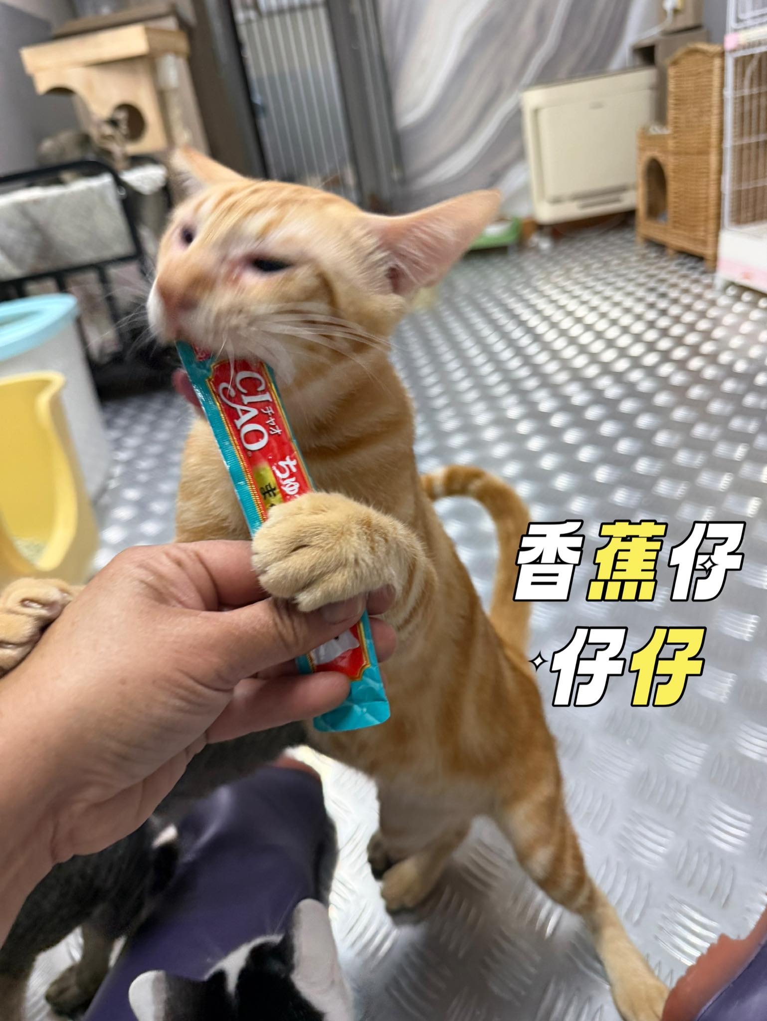 香蕉仔